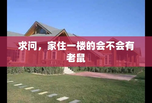 求问，家住一楼的会不会有老鼠