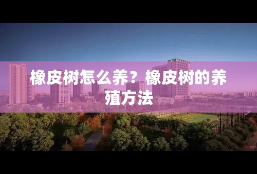 橡皮树怎么养？橡皮树的养殖方法